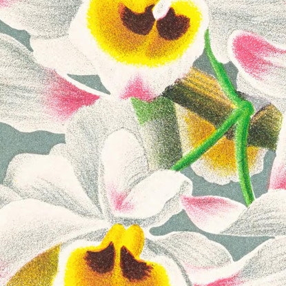Illustrazioni Botaniche Dendrobium Wardianum Jean Jules Linden jjl80 quadro stampato su tela