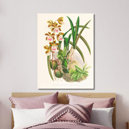 Illustrazioni Botaniche Epidendrum Atropurpureum Jean Jules Linden jjl81 quadro stampato su tela