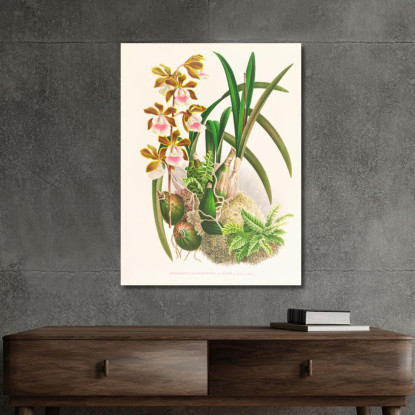 Illustrazioni Botaniche Epidendrum Atropurpureum Jean Jules Linden jjl81 quadro stampato su tela