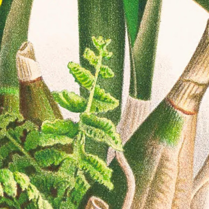 Illustrazioni Botaniche Epidendrum Atropurpureum Jean Jules Linden jjl81 quadro stampato su tela