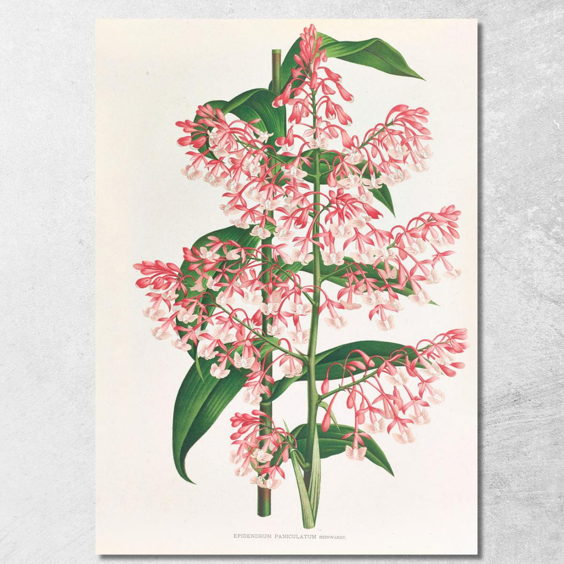 Illustrazioni Botaniche Epidendrum Paniculatum Jean Jules Linden jjl82 quadro stampato su tela Illustrazioni Botaniche Epidendrum Paniculatum Jean Jules Linden jjl82 quadro stampato su tela