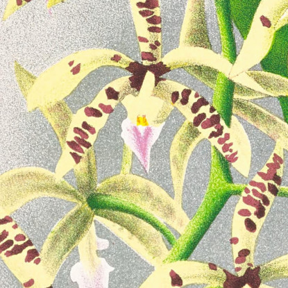 Illustrazioni Botaniche Epidendrum Prismatocarpum Jean Jules Linden jjl83 quadro stampato su tela