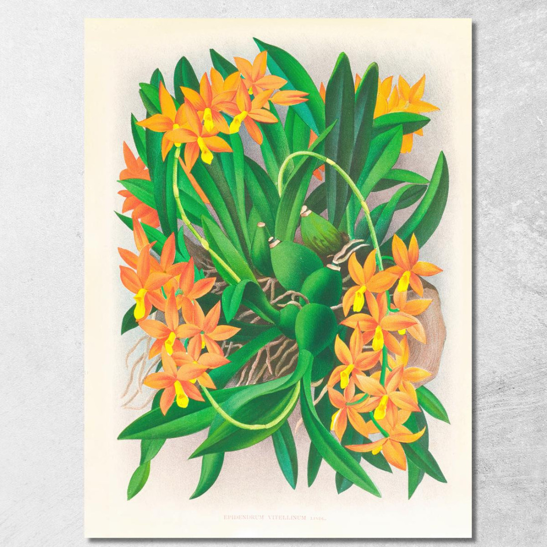 Illustrazioni Botaniche Epidendrum Vitellinum Jean Jules Linden jjl84 quadro stampato su tela Illustrazioni Botaniche Epidendrum Vitellinum Jean Jules Linden jjl84 quadro stampato su tela