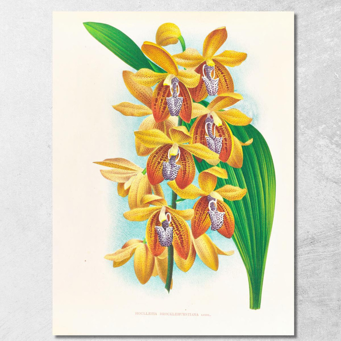 Illustrazioni Botaniche Houlletia Brocklehurstiana Jean Jules Linden jjl88 quadro stampato su tela Illustrazioni Botaniche Houlletia Brocklehurstiana Jean Jules Linden jjl88 quadro stampato su tela