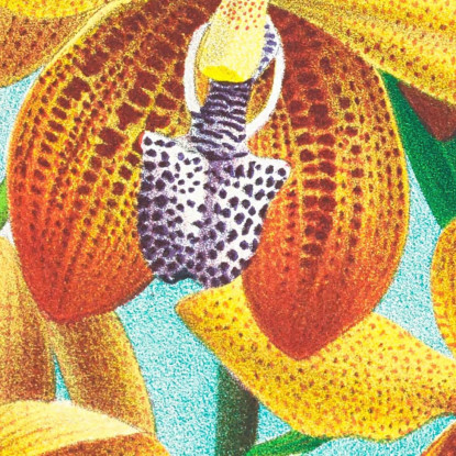 Illustrazioni Botaniche Houlletia Brocklehurstiana Jean Jules Linden jjl88 quadro stampato su tela