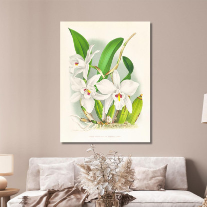 Illustrazioni Botaniche Laelia Anceps Var Hyeana Jean Jules Linden jjl89 quadro stampato su tela