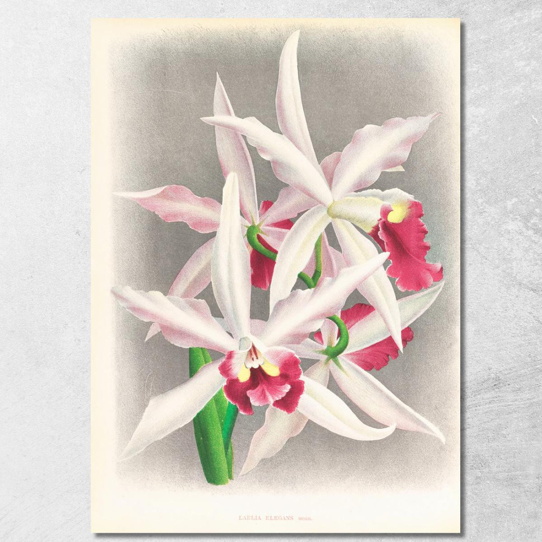 Illustrazioni Botaniche Laelia Elegans Jean Jules Linden jjl90 quadro stampato su tela Illustrazioni Botaniche Laelia Elegans Jean Jules Linden jjl90 quadro stampato su tela