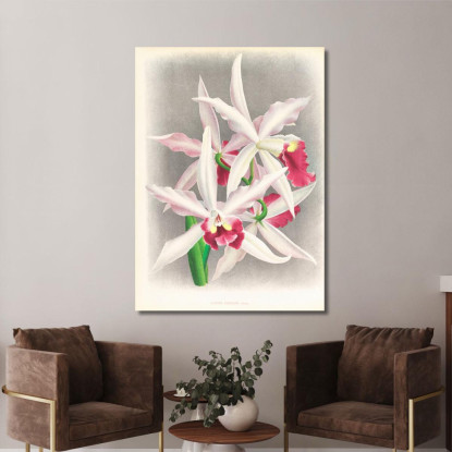 Illustrazioni Botaniche Laelia Elegans Jean Jules Linden jjl90 quadro stampato su tela