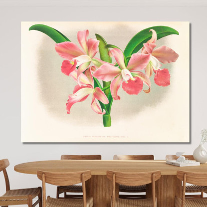 Illustrazioni Botaniche Laella Elegans Var Houtteana Jean Jules Linden jjl91 quadro stampato su tela