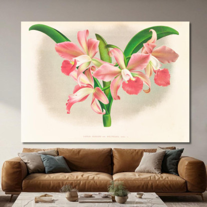 Illustrazioni Botaniche Laella Elegans Var Houtteana Jean Jules Linden jjl91 quadro stampato su tela