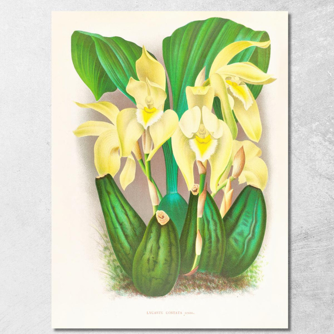 Illustrazioni Botaniche Lycaste Costata Jean Jules Linden jjl92 quadro stampato su tela Illustrazioni Botaniche Lycaste Costata Jean Jules Linden jjl92 quadro stampato su tela