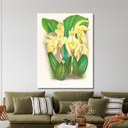 Illustrazioni Botaniche Lycaste Costata Jean Jules Linden jjl92 quadro stampato su tela