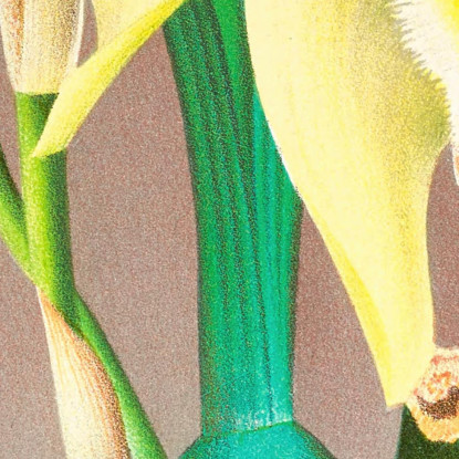Illustrazioni Botaniche Lycaste Costata Jean Jules Linden jjl92 quadro stampato su tela