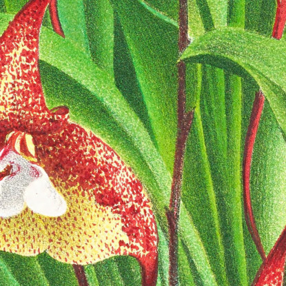 Illustrazioni Botaniche Masdevallia Bella Jean Jules Linden jjl93 quadro stampato su tela