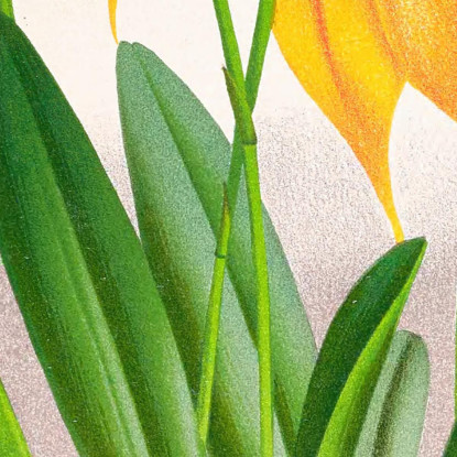 Illustrazioni Botaniche Masdevallia Veitchiana Jean Jules Linden jjl98 quadro stampato su tela