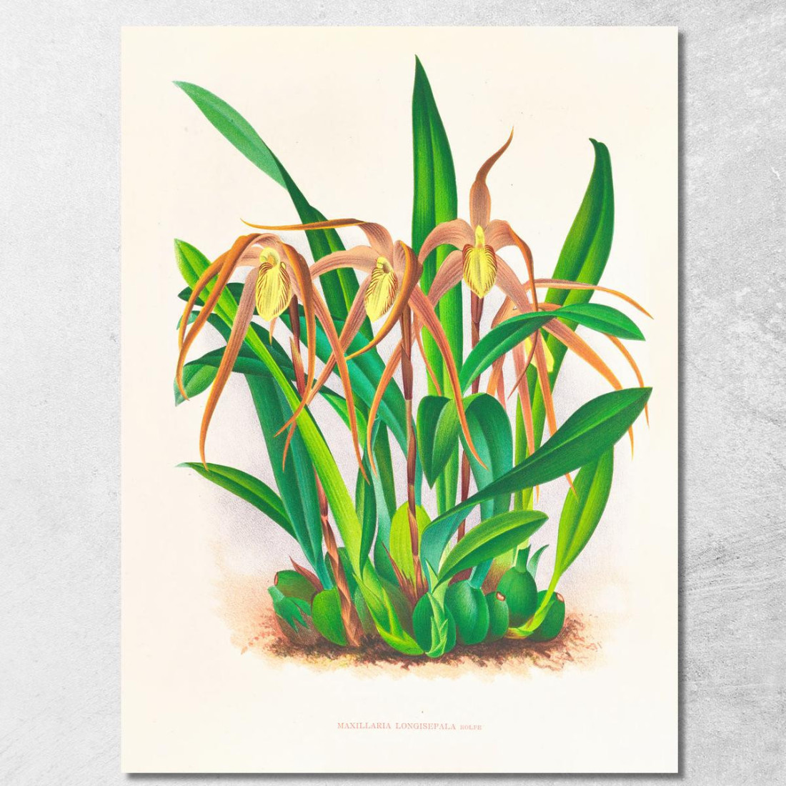 Illustrazioni Botaniche Maxillaria Longisepala Jean Jules Linden jjl99 quadro stampato su tela Illustrazioni Botaniche Maxillaria Longisepala Jean Jules Linden jjl99 quadro stampato su tela
