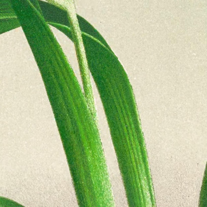 Illustrazioni Botaniche Miltonia Roezli Jean Jules Linden jjl101 quadro stampato su tela