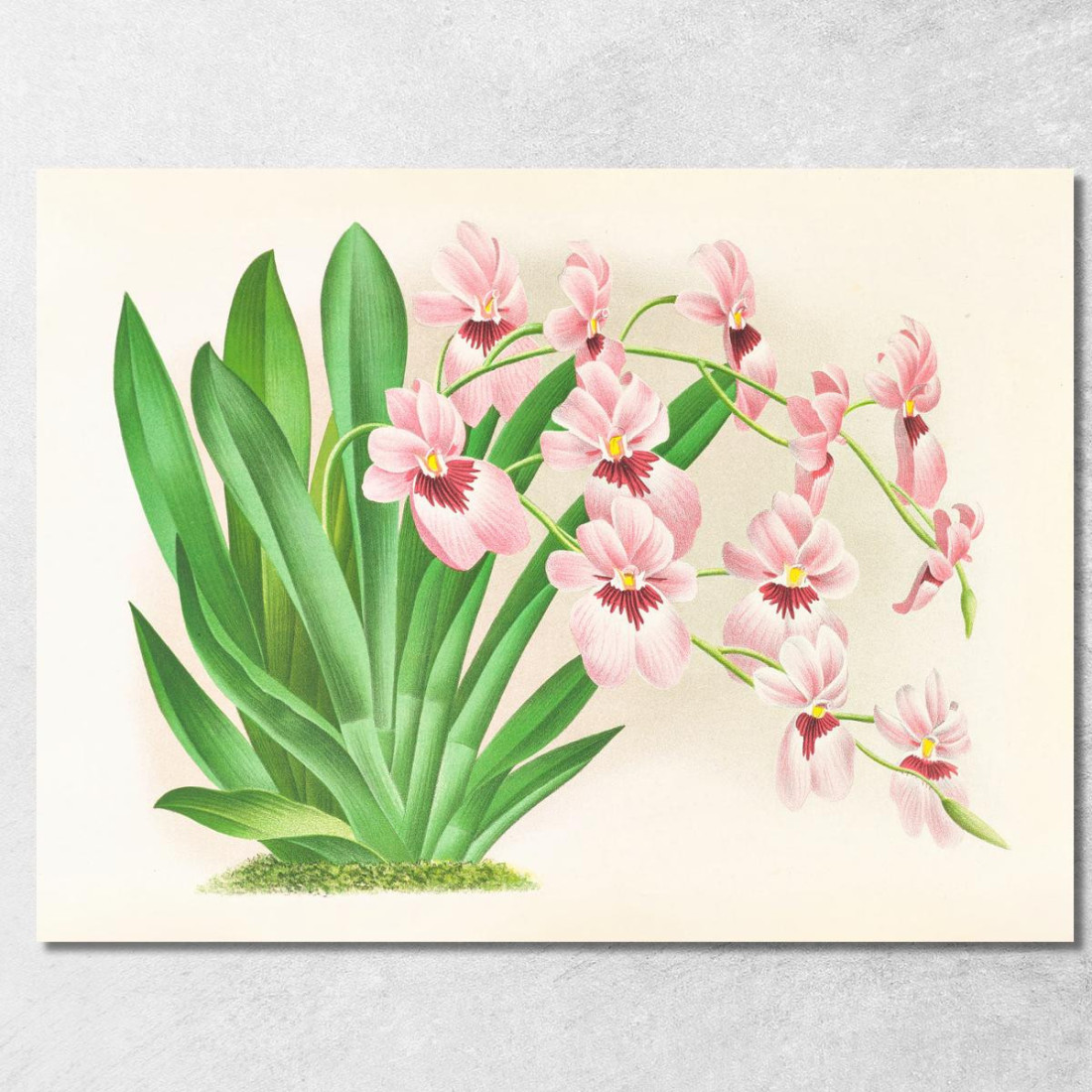 Illustrazioni Botaniche Miltonia Vexillaria Jean Jules Linden jjl103 quadro stampato su tela Illustrazioni Botaniche Miltonia Vexillaria Jean Jules Linden jjl103 quadro stampato su tela