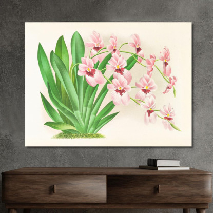 Illustrazioni Botaniche Miltonia Vexillaria Jean Jules Linden jjl103 quadro stampato su tela