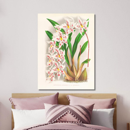 Illustrazioni Botaniche Odontoglossum Alexandrae Var Cutsemianum Jean Jules Linden jjl104 quadro stampato su tela
