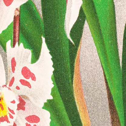 Illustrazioni Botaniche Odontoglossum Alexandrae Var Cutsemianum Jean Jules Linden jjl104 quadro stampato su tela
