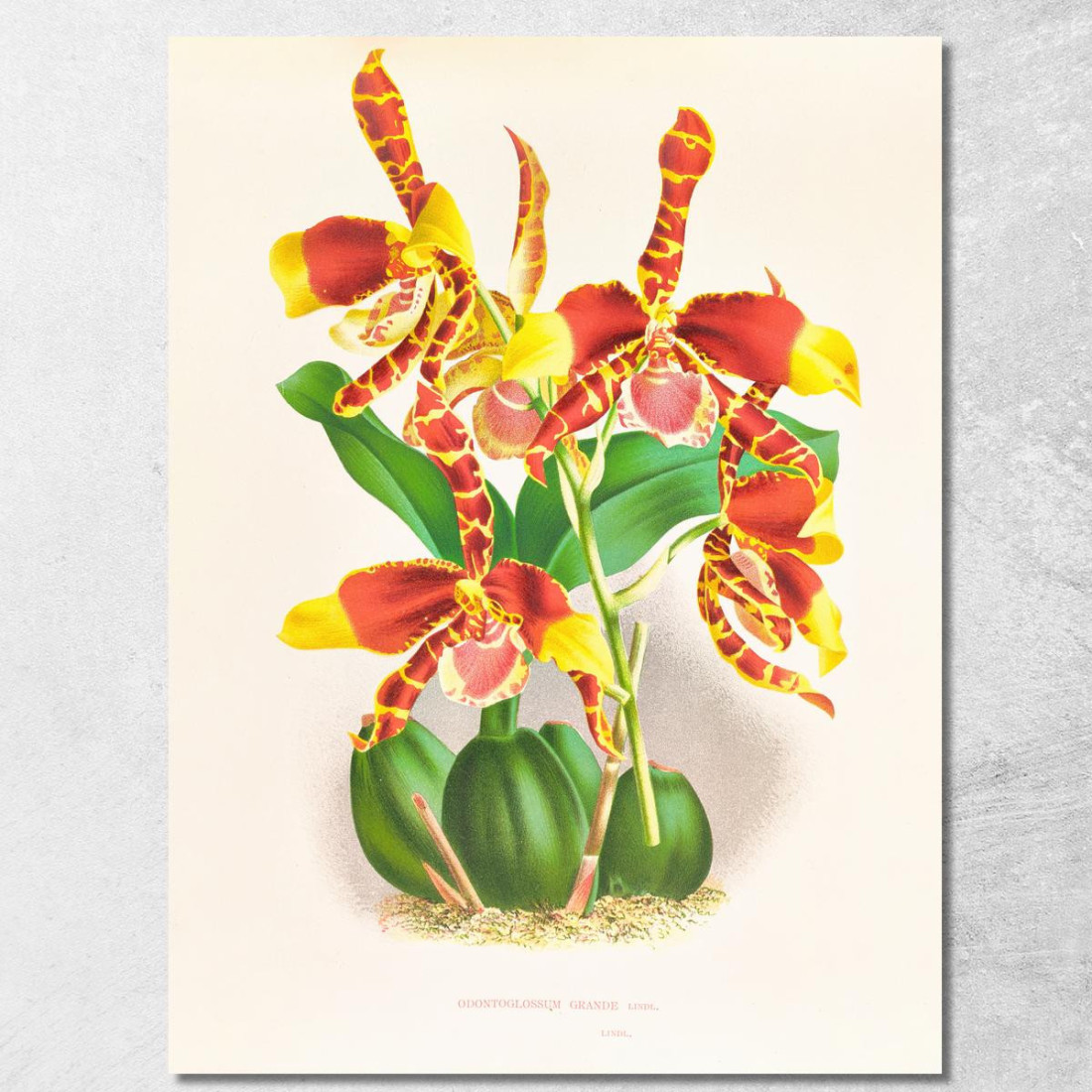 Illustrazioni Botaniche Odontoglossum Grande Jean Jules Linden jjl109 quadro stampato su tela Illustrazioni Botaniche Odontoglossum Grande Jean Jules Linden jjl109 quadro stampato su tela