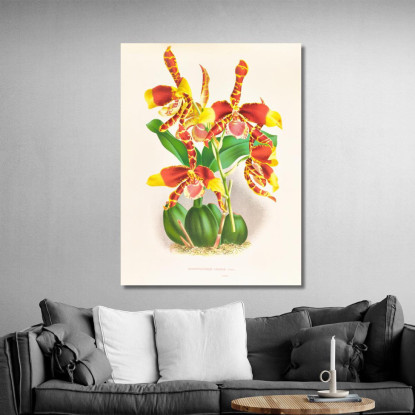 Illustrazioni Botaniche Odontoglossum Grande Jean Jules Linden jjl109 quadro stampato su tela