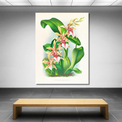Illustrazioni Botaniche Odontoglossum Hastilabium Jean Jules Linden jjl110 quadro stampato su tela