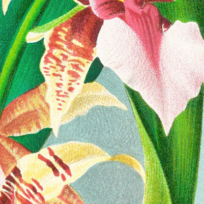 Illustrazioni Botaniche Odontoglossum Hastilabium Jean Jules Linden jjl110 quadro stampato su tela