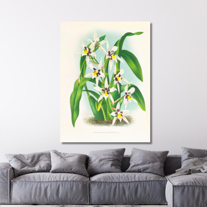 Illustrazioni Botaniche Odontoglossum Maxillare Jean Jules Linden jjl113 quadro stampato su tela