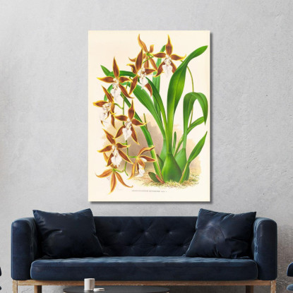 Illustrazioni Botaniche Odontoglossum Nevadense Jean Jules Linden jjl114 quadro stampato su tela
