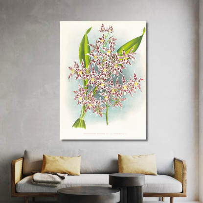 Illustrazioni Botaniche Odontoglossum Odoratum Var Striatum Jean Jules Linden jjl115 quadro stampato su tela