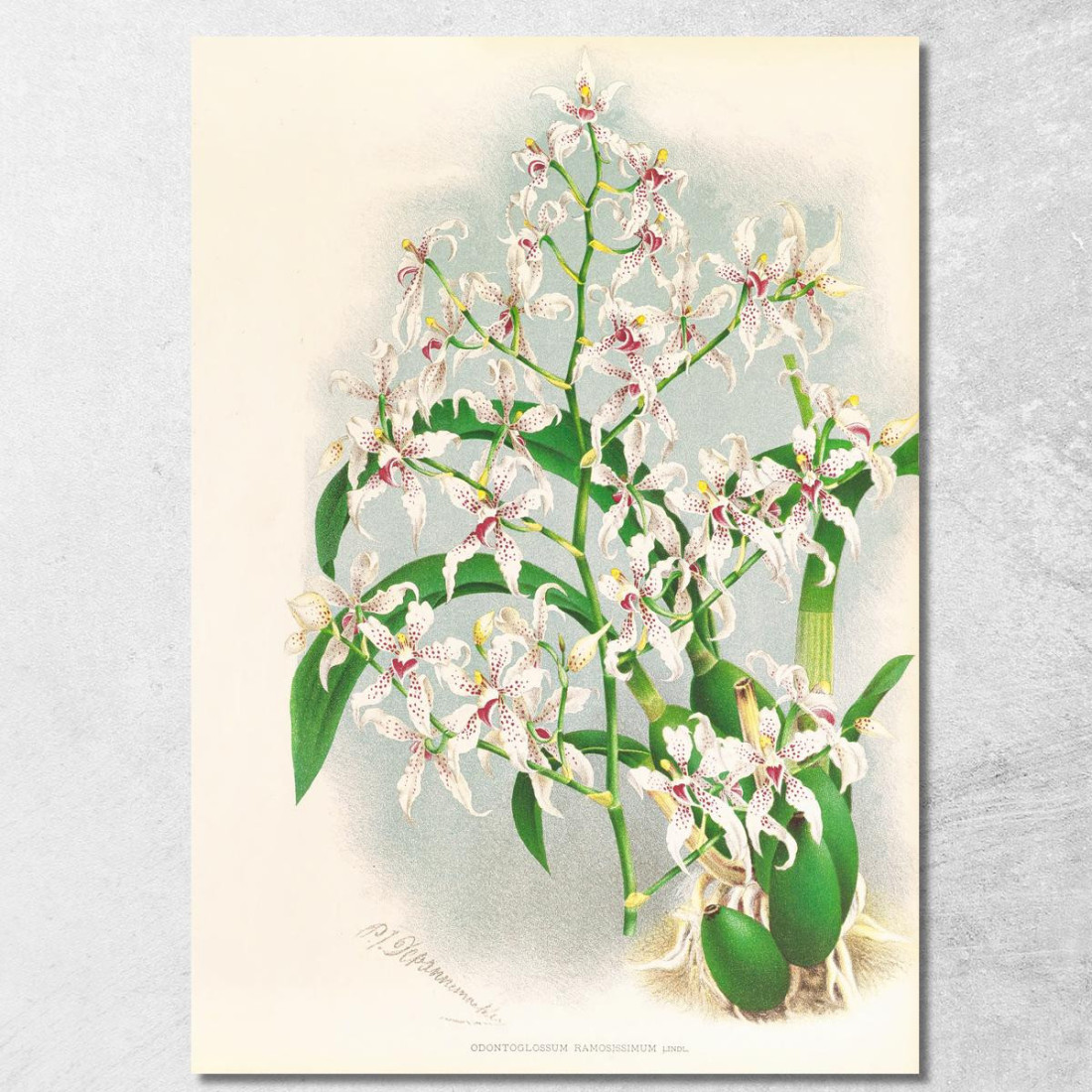 Illustrazioni Botaniche Odontoglossum Ramosissimum Jean Jules Linden jjl116 quadro stampato su tela Illustrazioni Botaniche Odontoglossum Ramosissimum Jean Jules Linden jjl116 quadro stampato su tela