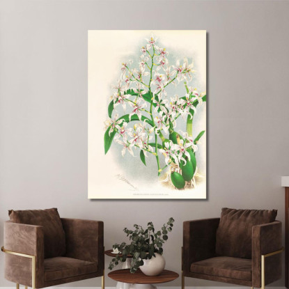 Illustrazioni Botaniche Odontoglossum Ramosissimum Jean Jules Linden jjl116 quadro stampato su tela