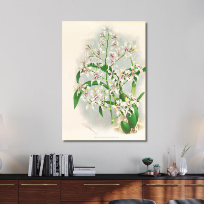 Illustrazioni Botaniche Odontoglossum Ramosissimum Jean Jules Linden jjl116 quadro stampato su tela