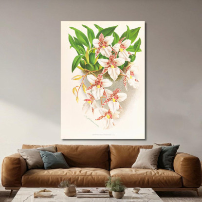 Illustrazioni Botaniche Odontoglossum Rubescens Jean Jules Linden jjl117 quadro stampato su tela
