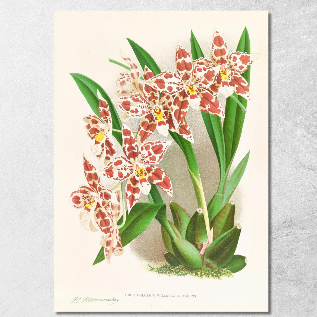 Illustrazioni Botaniche Odontoglossum Wilckeanum Albens Jean Jules Linden jjl122 quadro stampato su tela Illustrazioni Botaniche Odontoglossum Wilckeanum Albens Jean Jules Linden jjl122 quadro stampato su tela