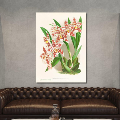Illustrazioni Botaniche Odontoglossum Wilckeanum Albens Jean Jules Linden jjl122 quadro stampato su tela