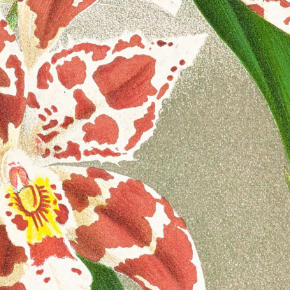 Illustrazioni Botaniche Odontoglossum Wilckeanum Albens Jean Jules Linden jjl122 quadro stampato su tela