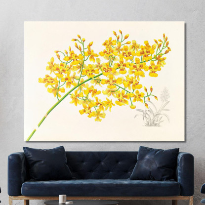 Illustrazioni Botaniche Oncidium Aurosum Jean Jules Linden jjl123 quadro stampato su tela
