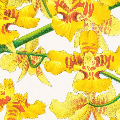 Illustrazioni Botaniche Oncidium Aurosum Jean Jules Linden jjl123 quadro stampato su tela