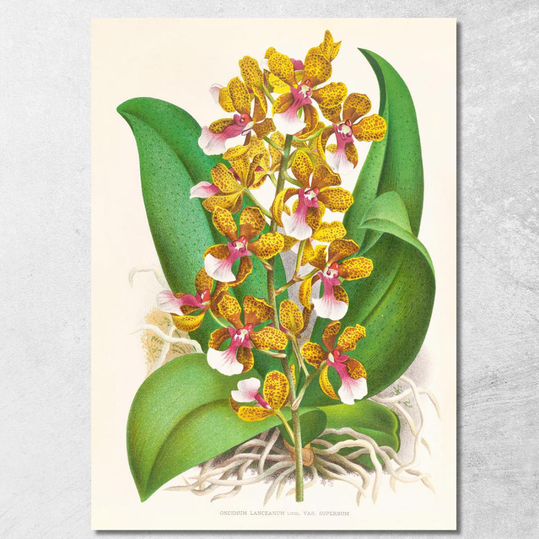 Illustrazioni Botaniche Oncidium Lannceanum Jean Jules Linden jjl128 quadro stampato su tela Illustrazioni Botaniche Oncidium Lannceanum Jean Jules Linden jjl128 quadro stampato su tela