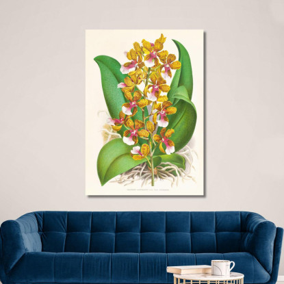 Illustrazioni Botaniche Oncidium Lannceanum Jean Jules Linden jjl128 quadro stampato su tela