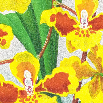 Illustrazioni Botaniche Oncidium Sarcodes Jean Jules Linden jjl131 quadro stampato su tela