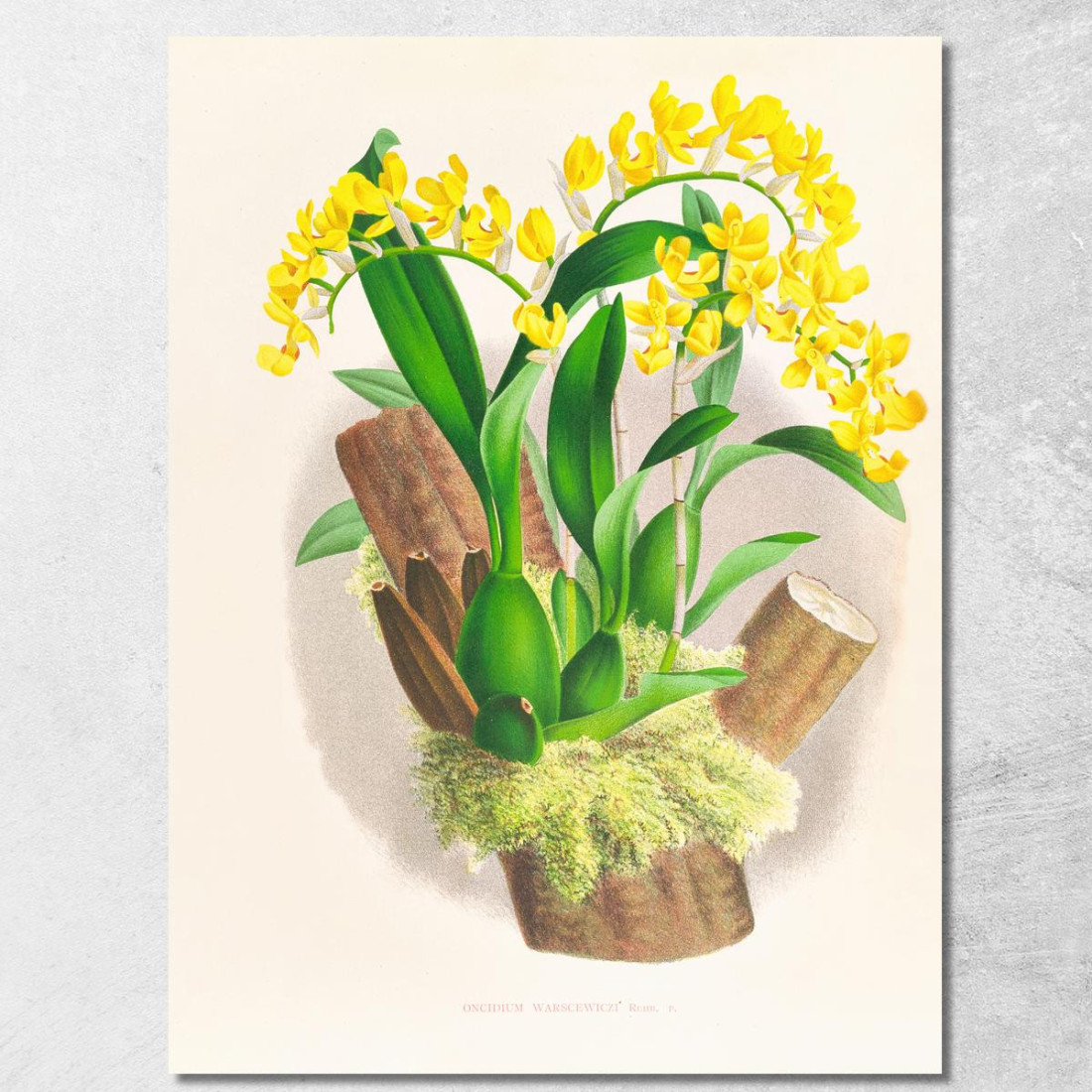 Illustrazioni Botaniche Oncidium Warscewiczi Jean Jules Linden jjl132 quadro stampato su tela Illustrazioni Botaniche Oncidium Warscewiczi Jean Jules Linden jjl132 quadro stampato su tela
