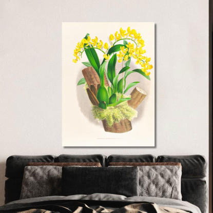 Illustrazioni Botaniche Oncidium Warscewiczi Jean Jules Linden jjl132 quadro stampato su tela