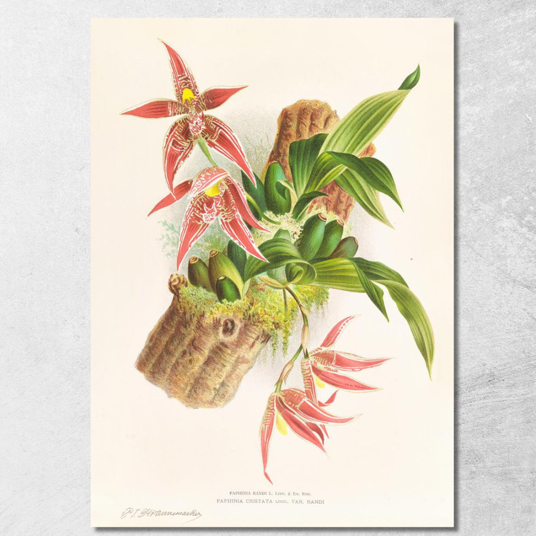 Illustrazioni Botaniche Paphinia Randi Paphinia Cristata Jean Jules Linden jjl133 quadro stampato su tela Illustrazioni Botaniche Paphinia Randi Paphinia Cristata Jean Jules Linden jjl133 quadro stampato su tela