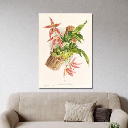 Illustrazioni Botaniche Paphinia Randi Paphinia Cristata Jean Jules Linden jjl133 quadro stampato su tela