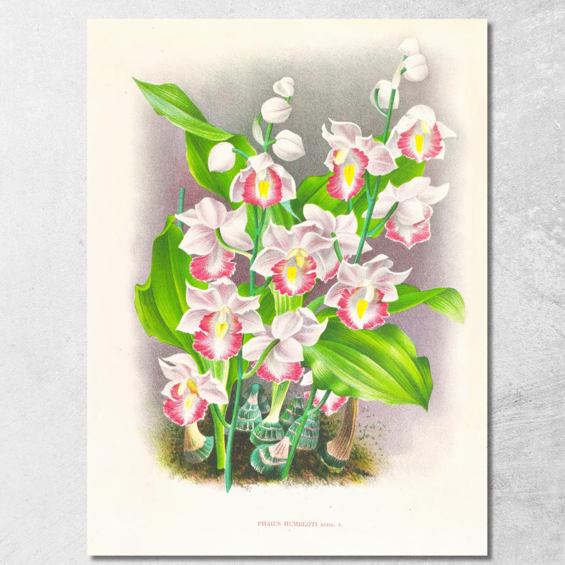 Illustrazioni Botaniche Phaius Humbloti Jean Jules Linden jjl134 quadro stampato su tela Illustrazioni Botaniche Phaius Humbloti Jean Jules Linden jjl134 quadro stampato su tela