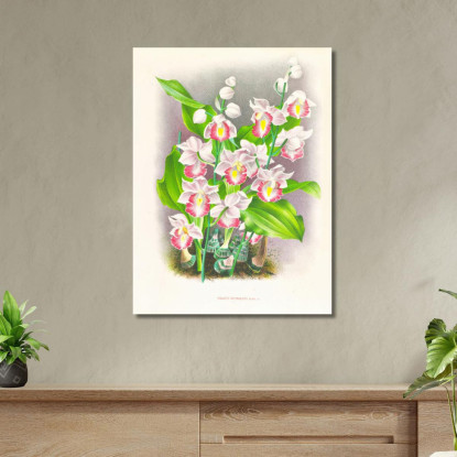 Illustrazioni Botaniche Phaius Humbloti Jean Jules Linden jjl134 quadro stampato su tela